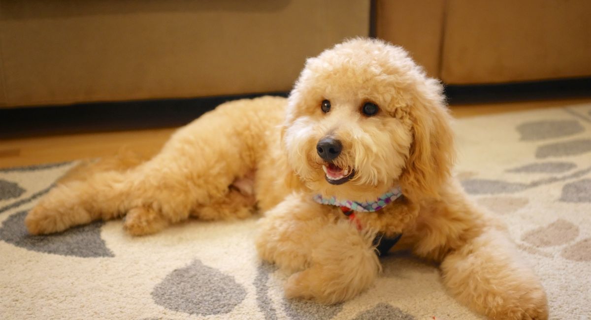 Mini Goldendoodle